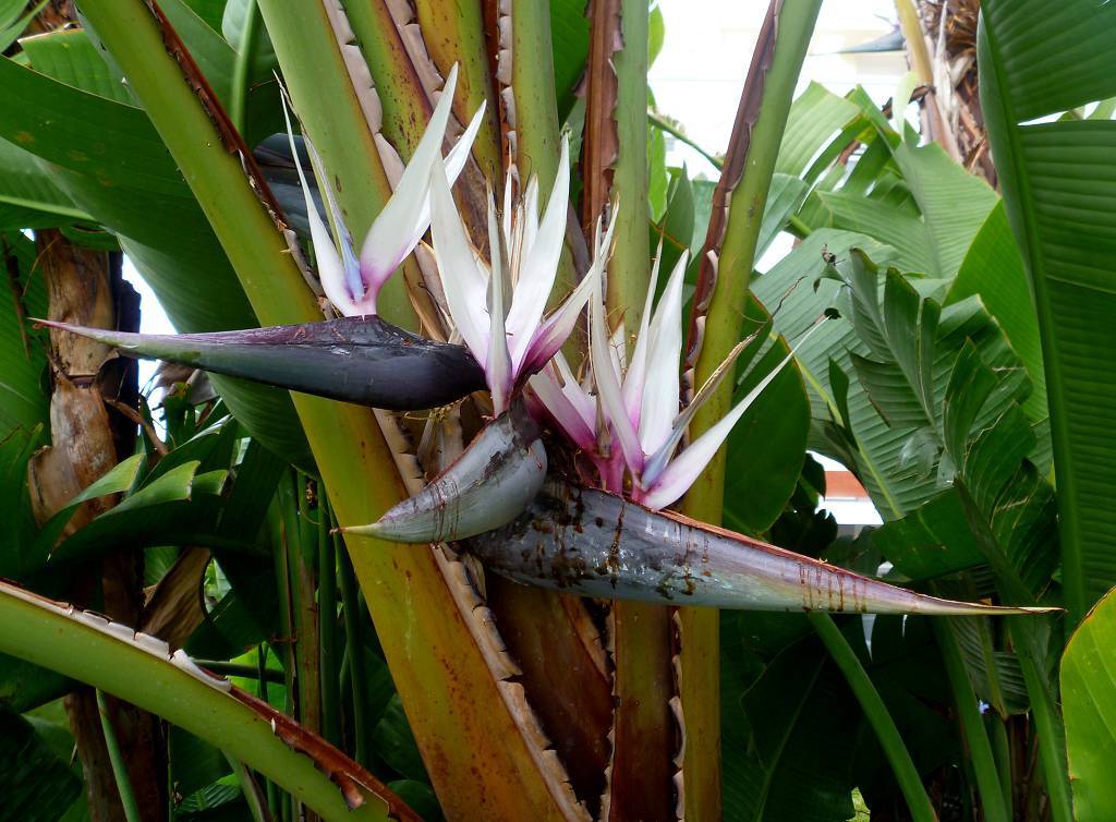 In Los Llanos de Aridane
