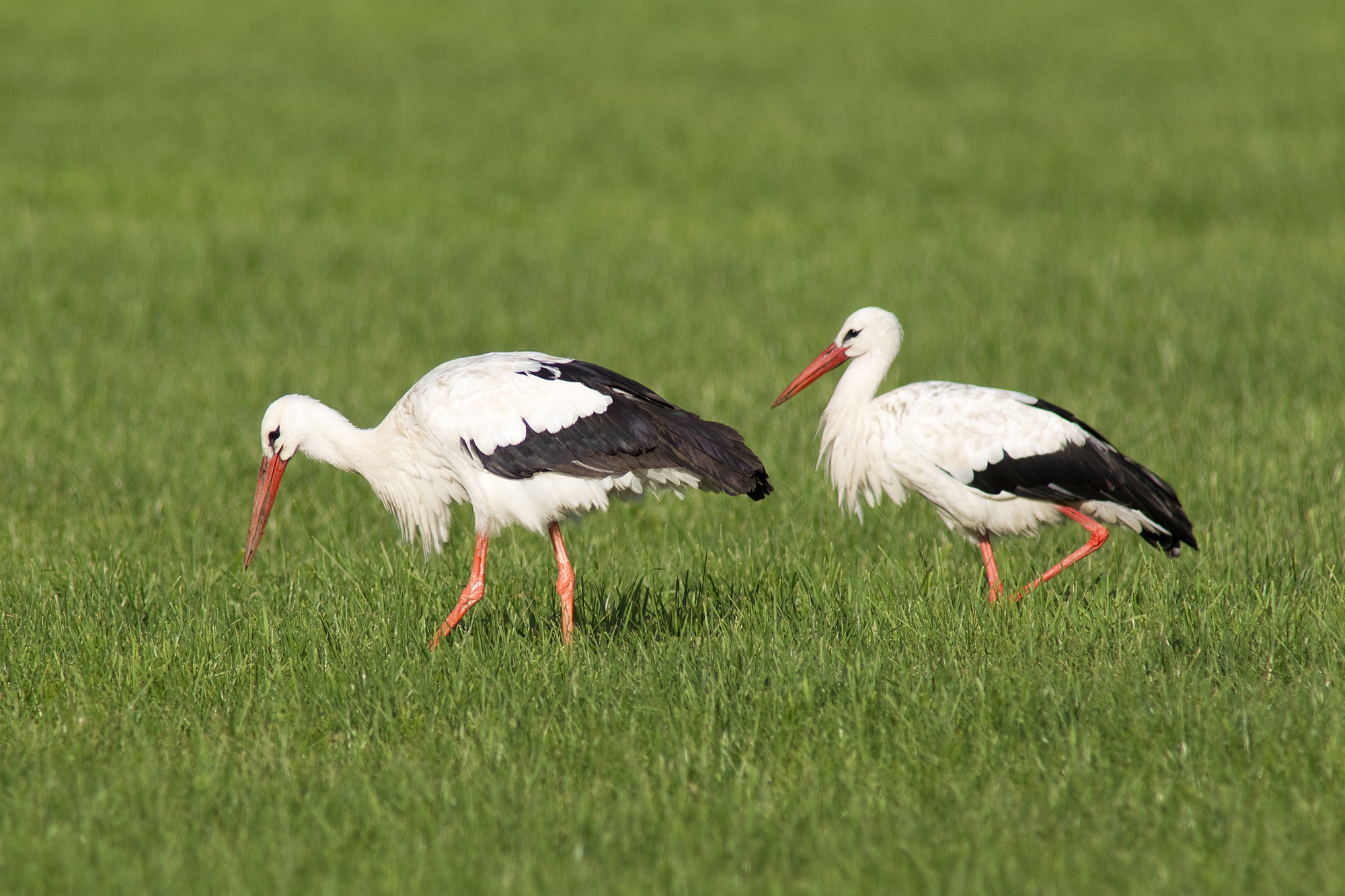 beim Vogelpark von Villars-les-Dombes