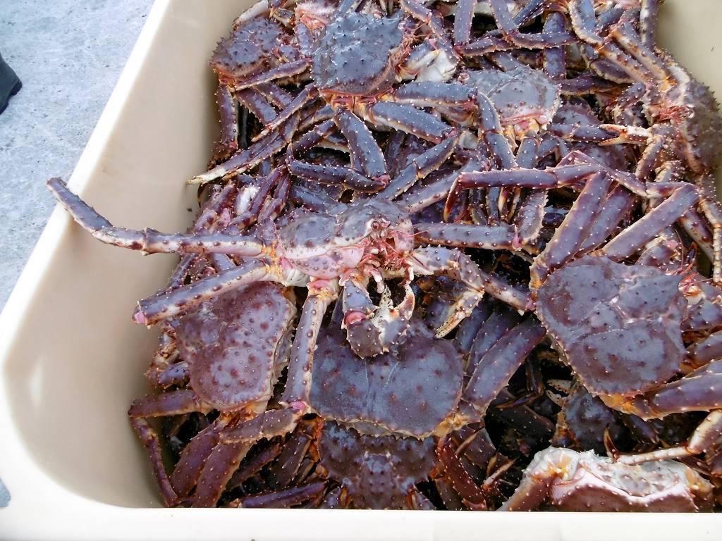 gigantische Königskrabben in Hamnbukt