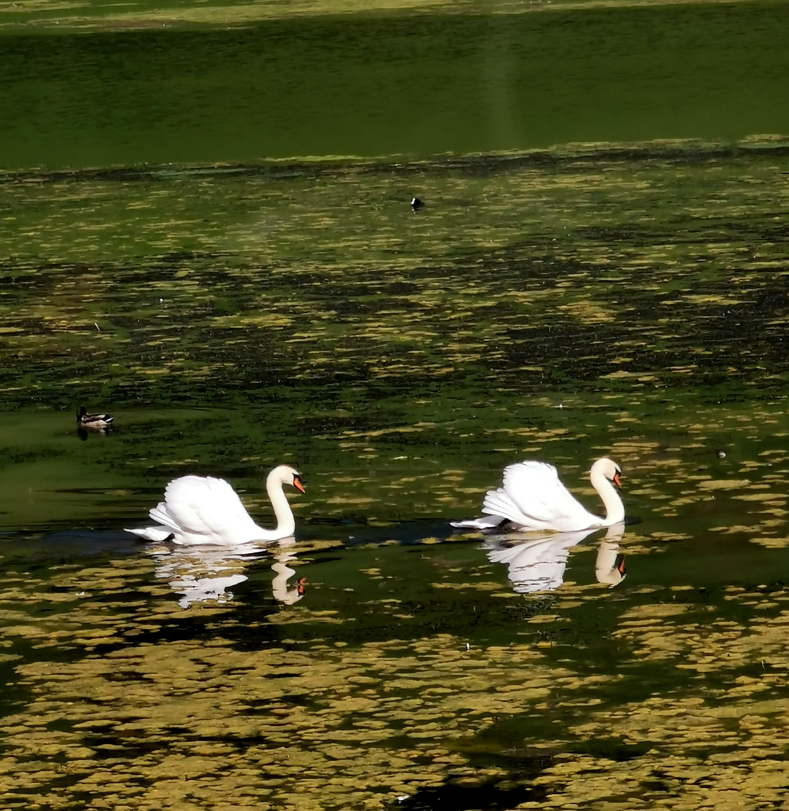 am Lac de Biaufond, (612m.ü.M)
