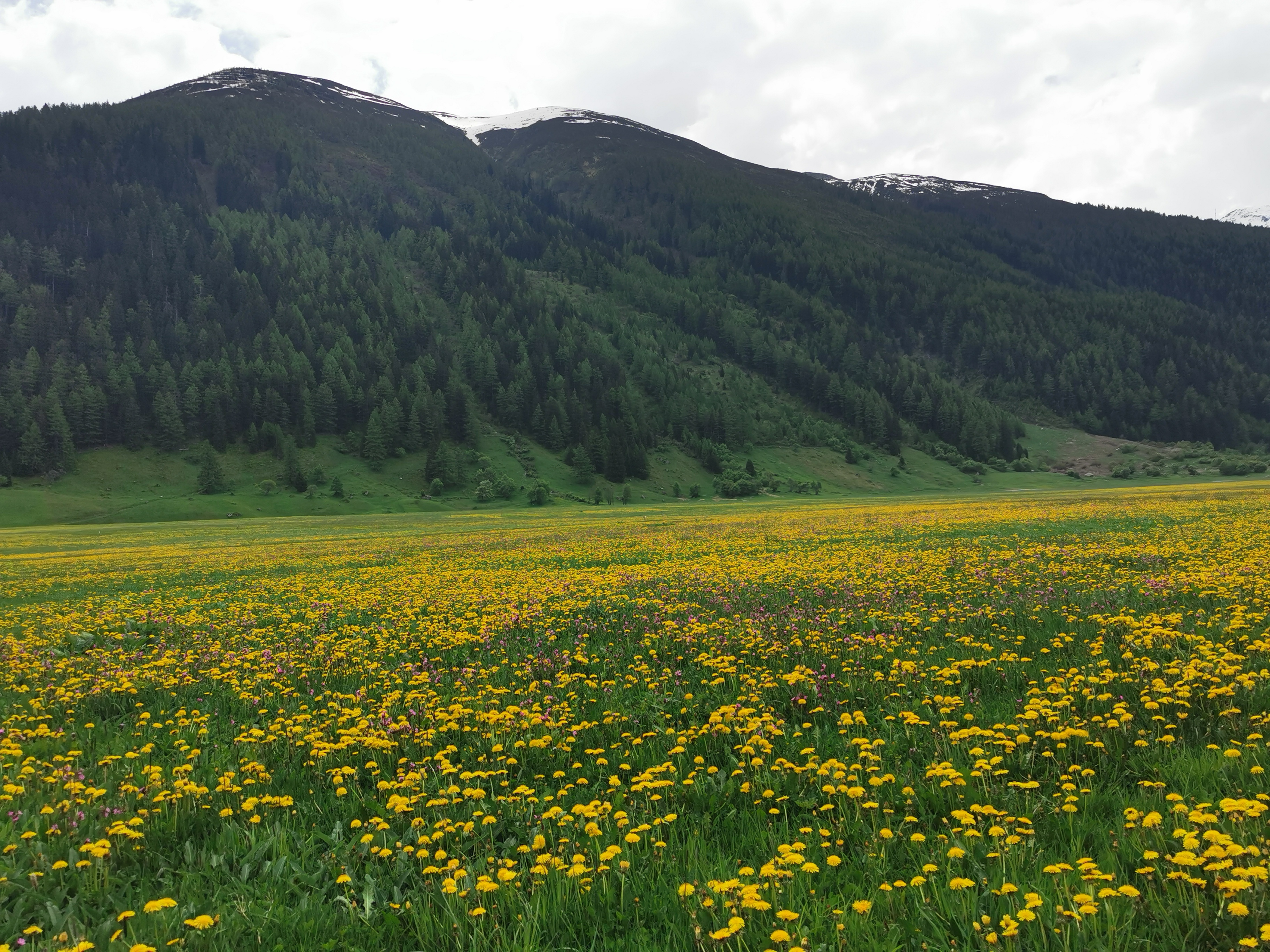 in Oberwald