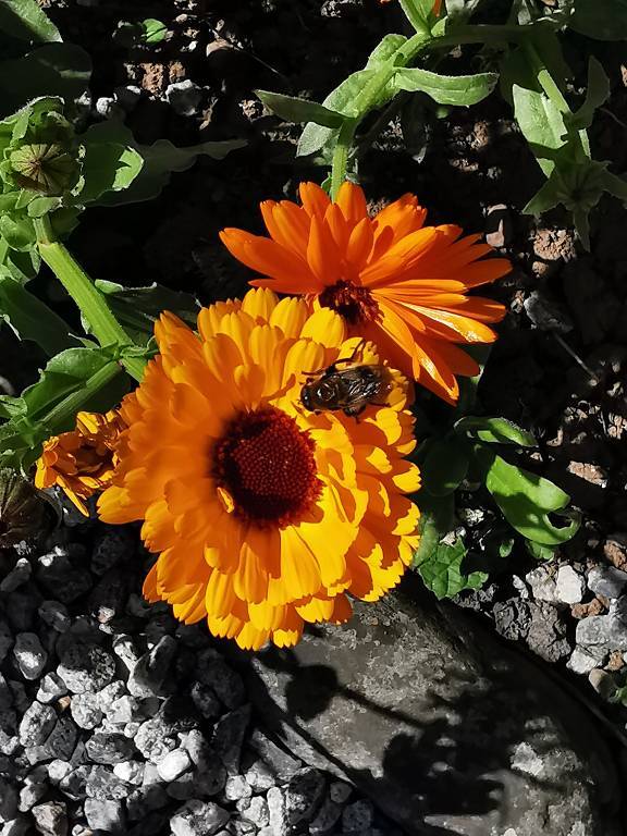 Court Gardens (Garten eines Herrenhauses)
