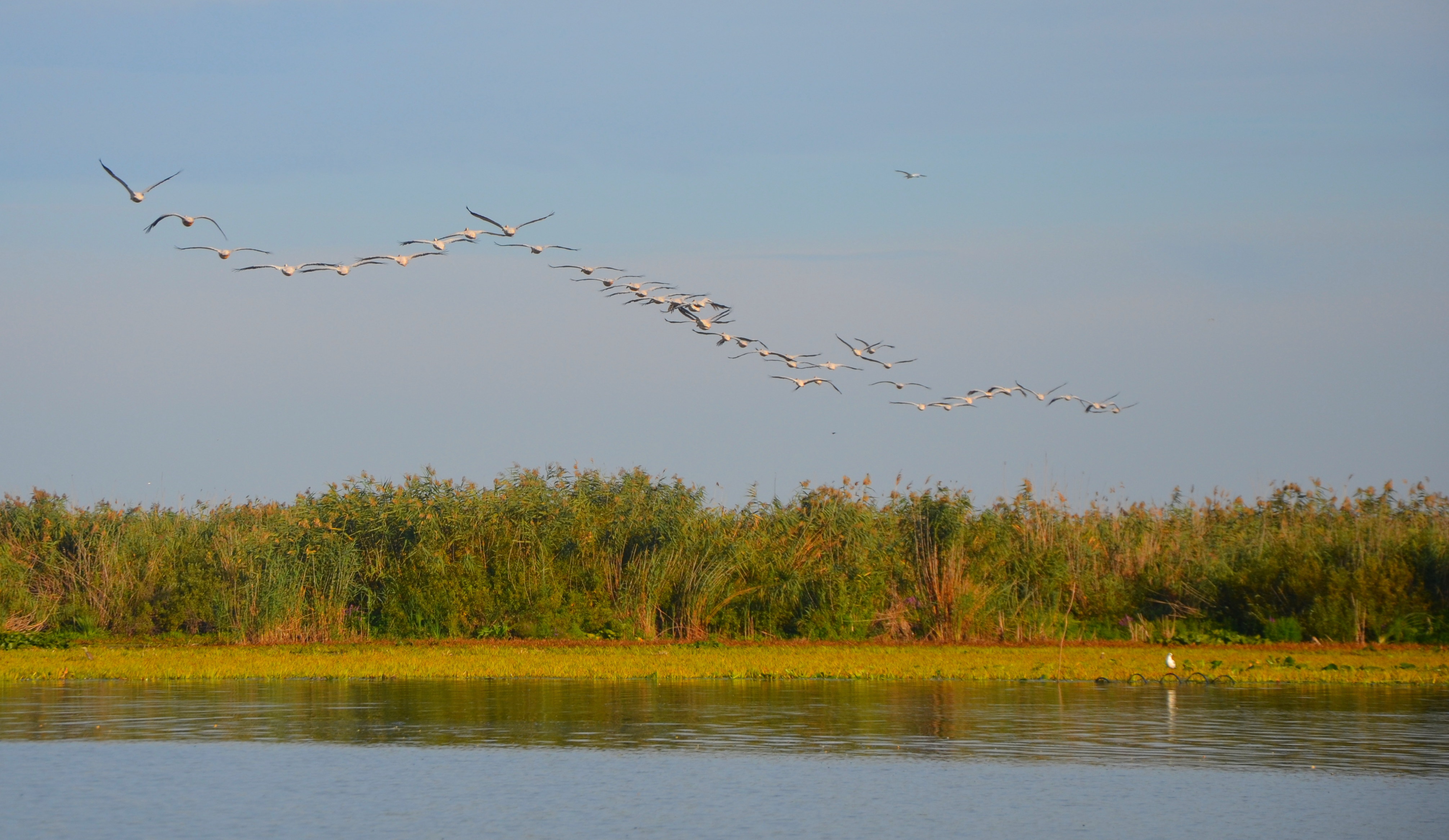 Pelikane