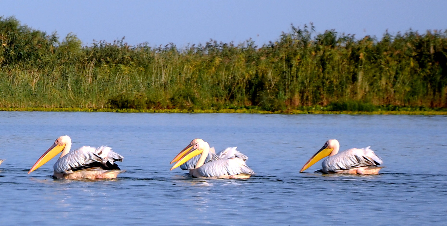 Pelikane