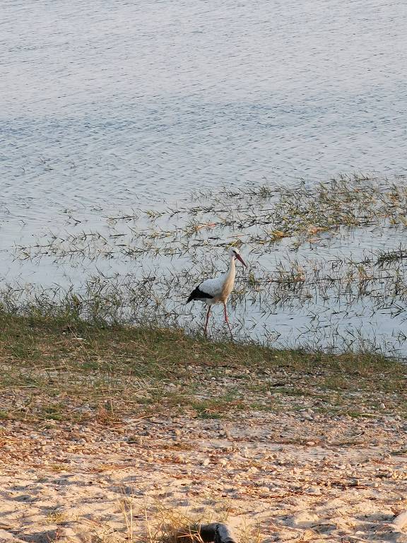 Besuch vom Storch