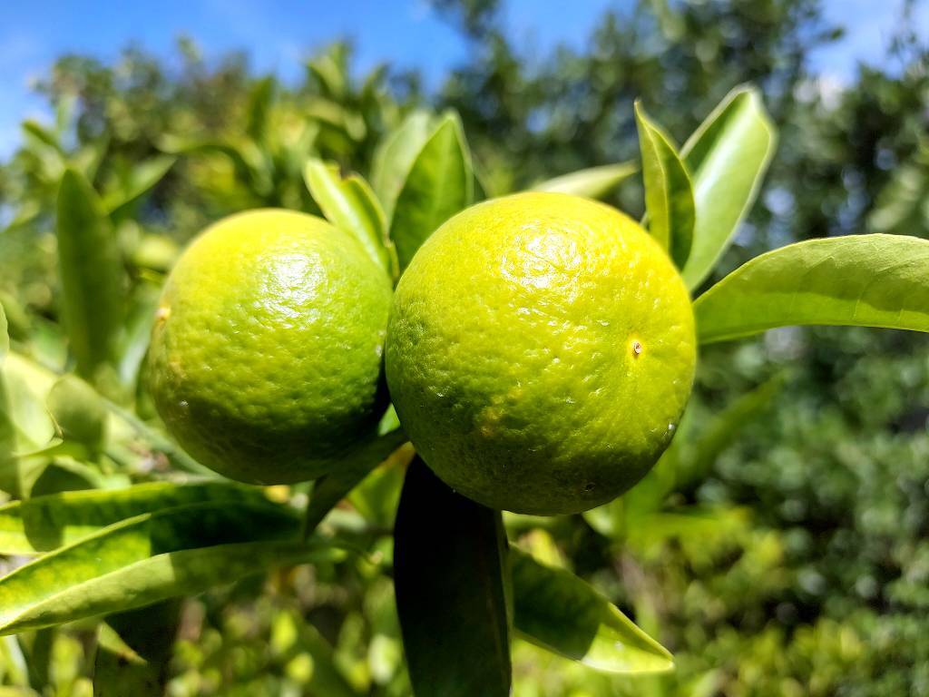 wir stehen zwischen Orangen-und Mandarinenbäumen