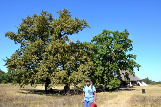 Die Eichen vor dem Museum sind über 170 Jahre alt. Das ganze Gebiet gehört zum Nationalpark Kiskunság. 