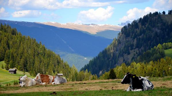 auf der Seiser Alm, auf 1825 m ü.M.