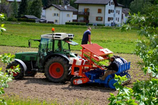 die Kräuter für die Ricola-Halsbonbons werden gepflanzt