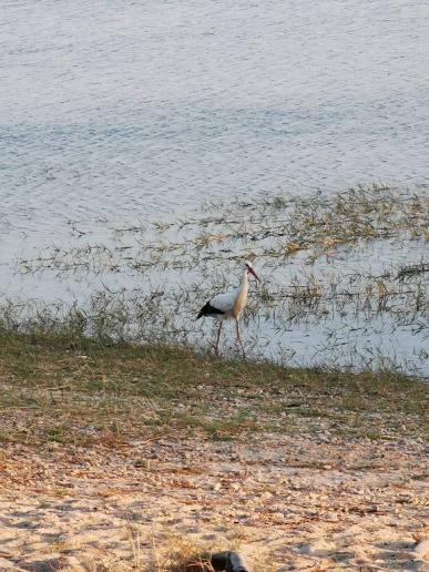 Besuch vom Storch