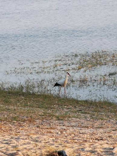 Besuch vom Storch