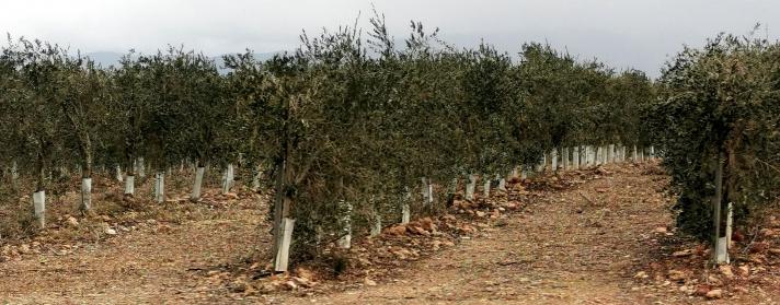 lauter Olivenbäume