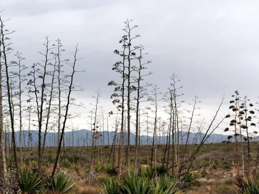 der Parque Natural de Cabo de Gata-Níjar 