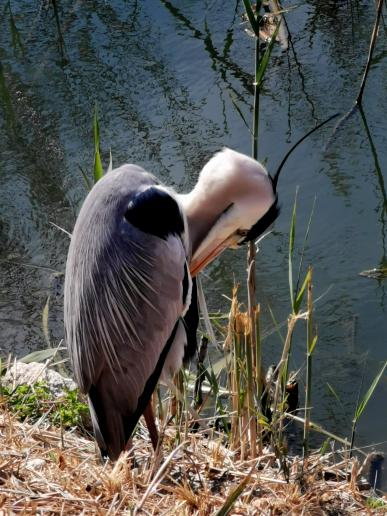 dieser Vogel hat eine tolle Frisur...