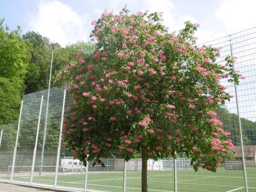 beim Fussballplatz