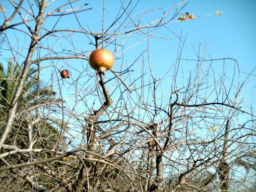 Granatapfel